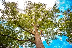 Best Hazardous Tree Removal  in Chinle, AZ