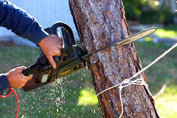 Chinle, AZ Tree Services Company